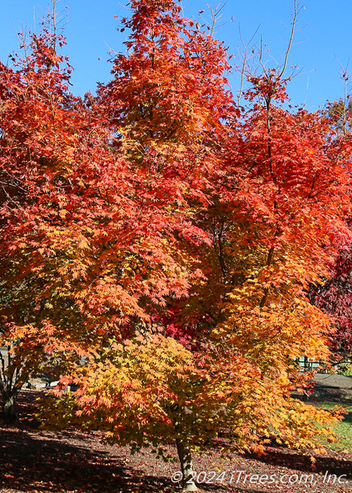 Northern Glow Korean Maple planted in a landscape bed in a backyard with an array of fall color from golden yellow at the lower canopy going up to flaming hot red at the top.