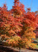 Northern Glow Korean Maple planted in a landscape bed in a backyard with an array of fall color from golden yellow at the lower canopy going up to flaming hot red at the top.