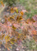 Closeup of dark yellowish-brown leaves in fall. 