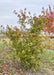 Northern Glow Korean Maple grows in the nursery and shows changing fall color.