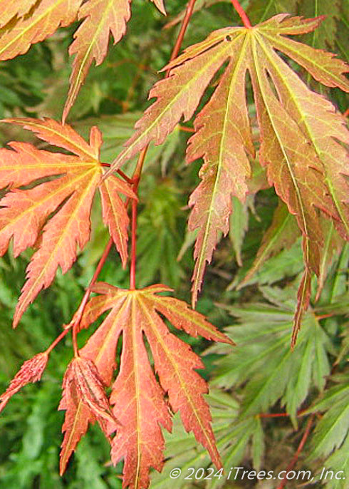Closeup of long lobed leaves with yellow veins and newly emerged reddish-green tinge.