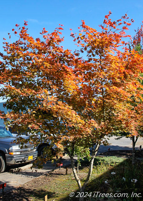 Northern Glow Korean Maple planted near a parking lot with full fall color.