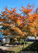 Northern Glow Korean Maple planted near a parking lot with full fall color.