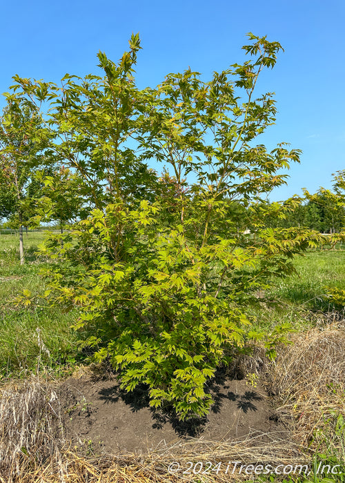 Northern Glow Maple grows in the nursery during summer with bright green leaves. A clear blue sky is in the background.