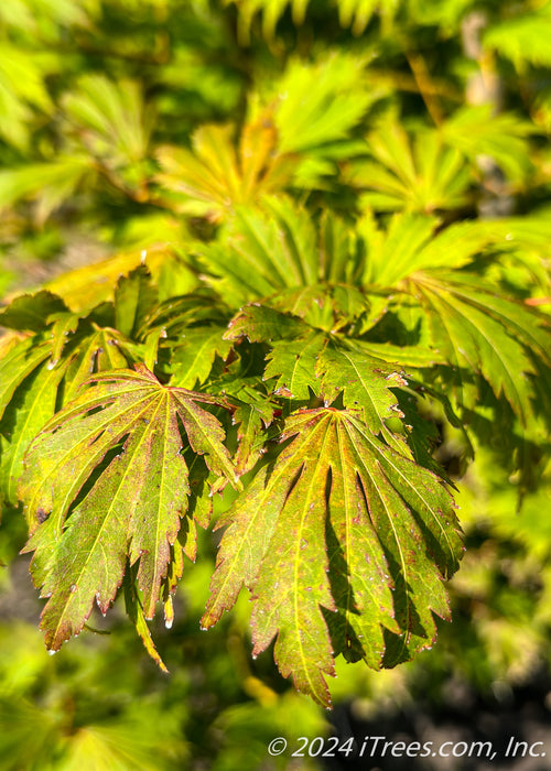 Closeup of a bunch of leaves with transitioning fall color from green to yellowish-red on the leaf edges.
