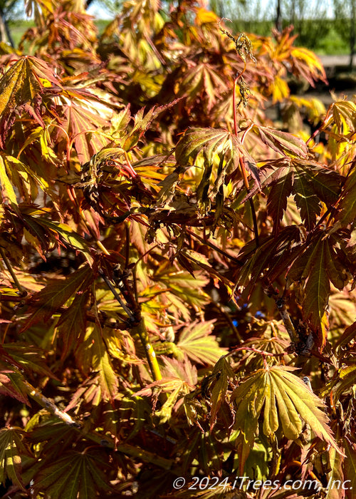 Closeup of fall color.