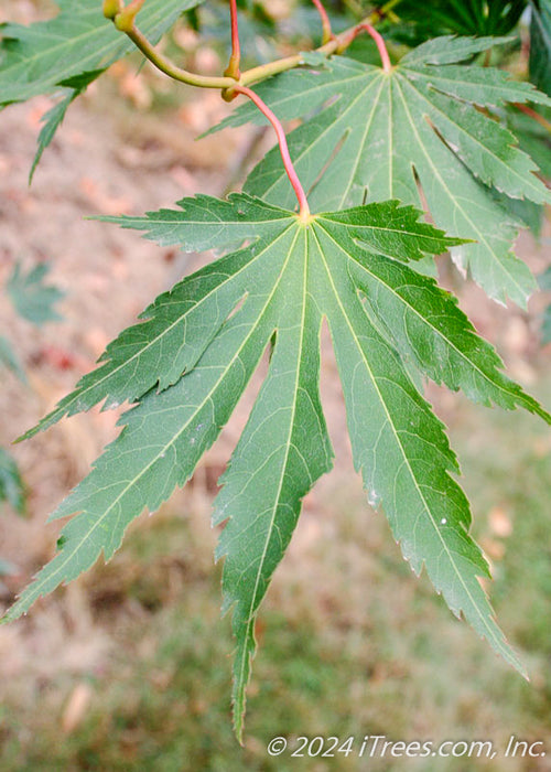 Closeup of long slender leaf lobes with serrated edges. The leaf is connected to a red stem.