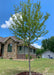 A newly planted Burgundy Belle stands with green leaves in the front yard of a new construction home. 