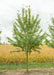 Burgundy Belle Red Maple with green leaves grows in the nursery with a crop of ready to harvest yellow soy beans in the background.