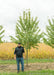 Burgundy Belle Red Maple is seen with a person standing next to it for height comparison with the person's shoulder at the lowest branch.
