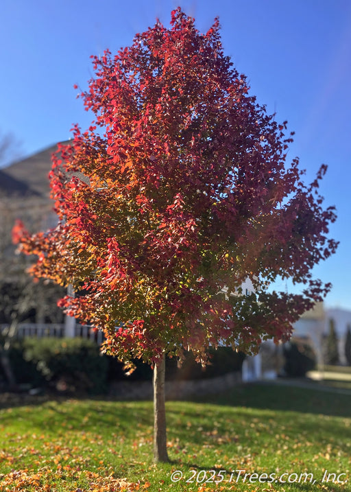 Redpointe Red Maple in autumn showing off its consistent deep red fall color and upright oval to pyramidal form.