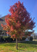Redpointe Red Maple in autumn showing off its consistent deep red fall color and upright oval to pyramidal form.