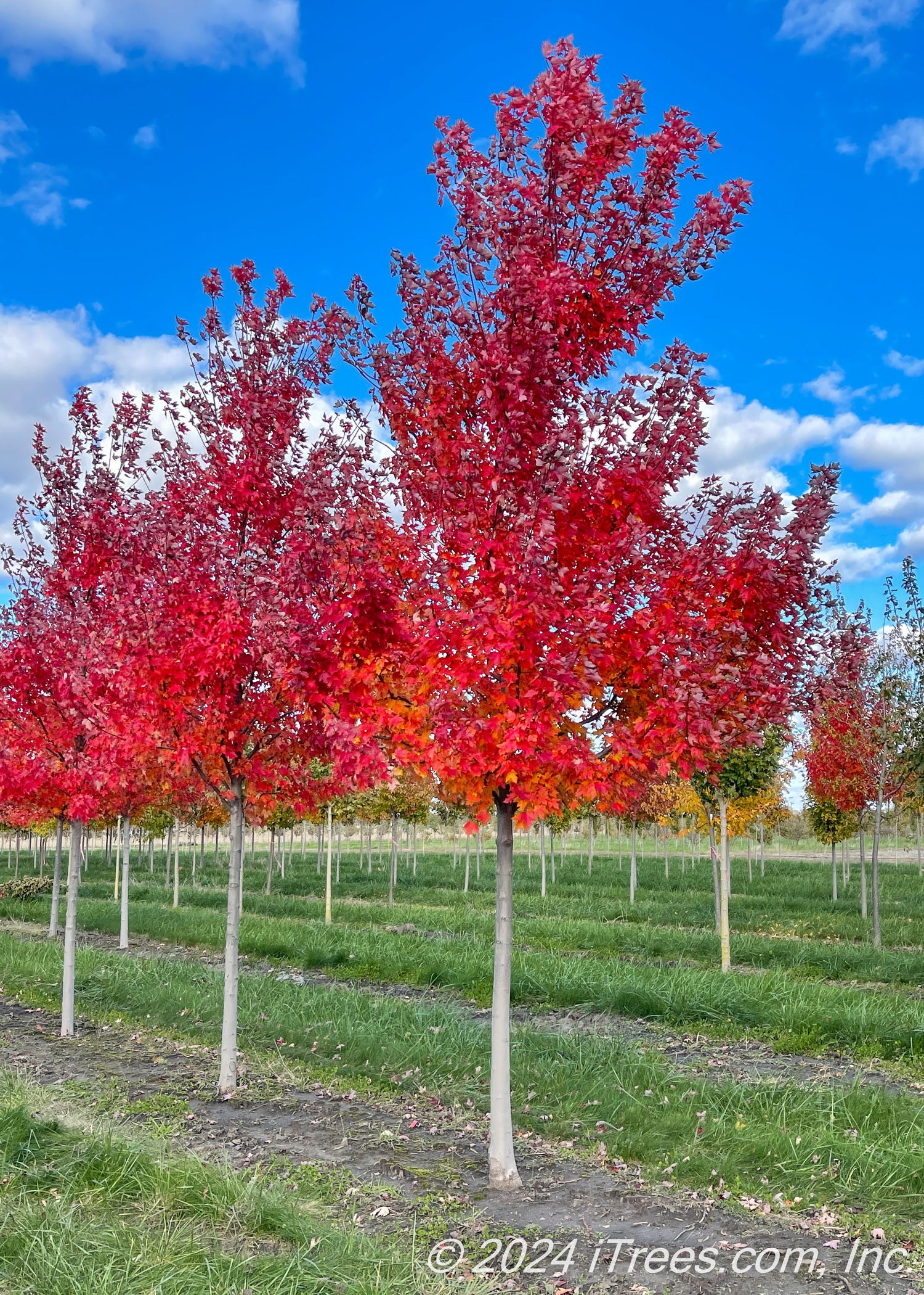 Redpointe® Red Maple