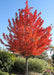 Redpointe Red Maple with a full canopy of red leaves.