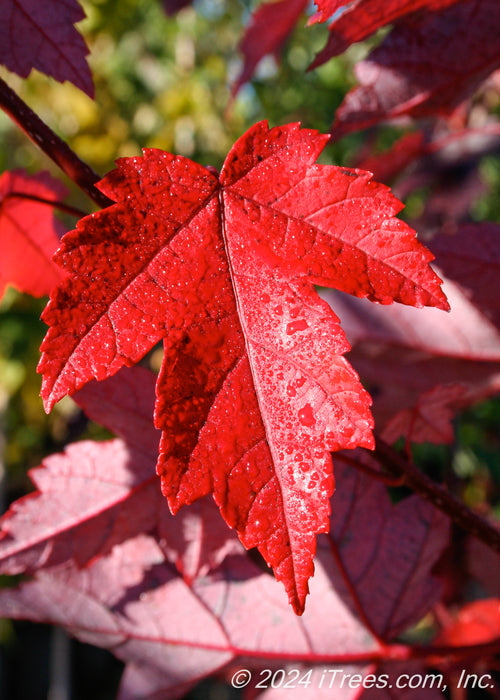 Closeup of a red leaf with dew drops on it.