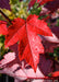 Closeup of a red leaf with dew drops on it.