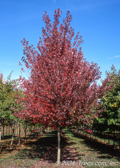 Redpointe Red Maple at the nursery with red fall color.