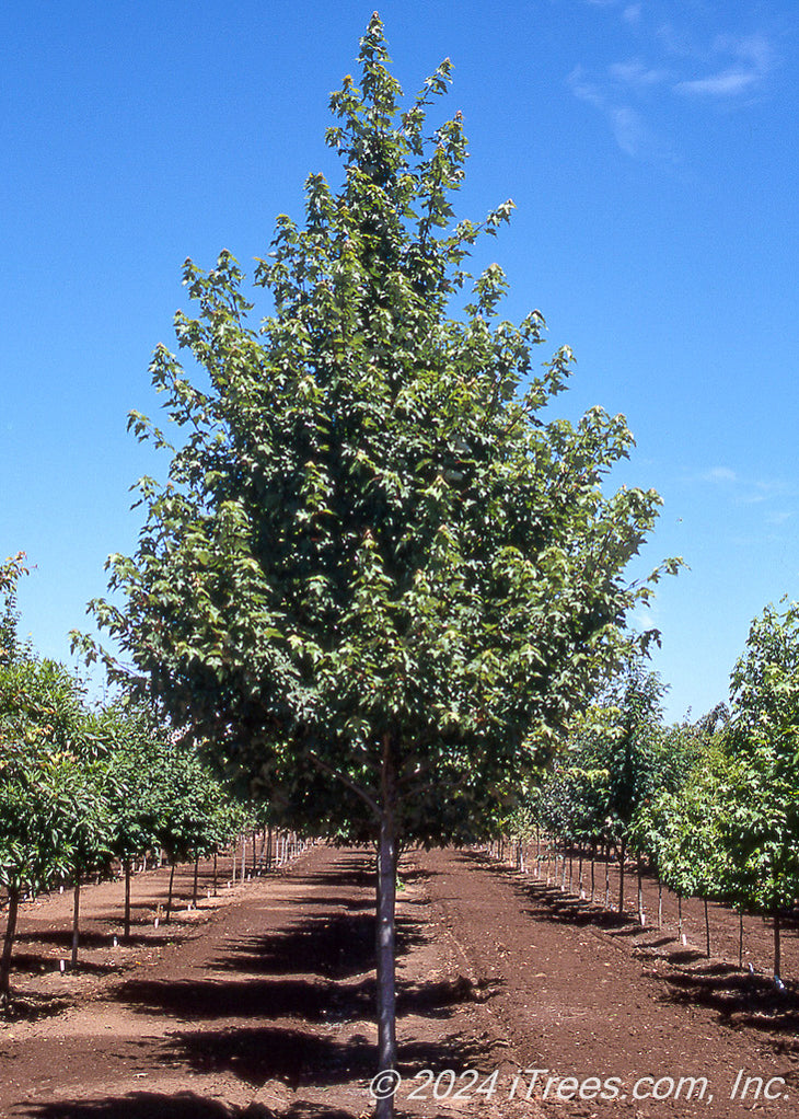 Redpointe® Red Maple