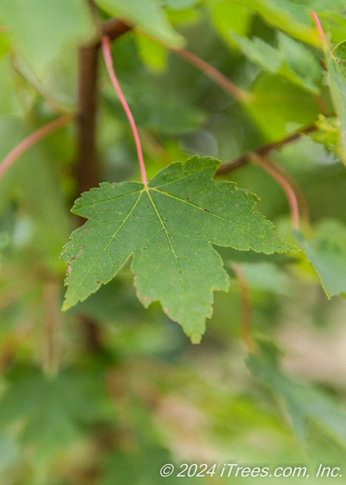 Closeup of a green leaf with yellow veins and a red stem.