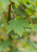 Closeup of a green leaf with yellow veins and a red stem.