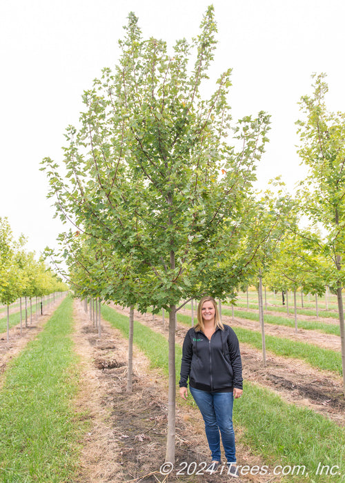 Redpointe Red Maple at the nursery with a person standing next to it to show its height, their head is at the lowest branch.