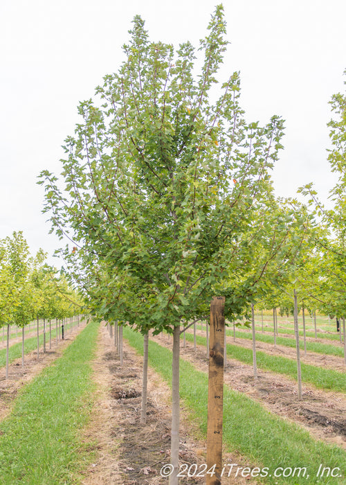 Redpointe Red Maple with a ruler standing next to it to show its canopy height measured at about 5 ft.