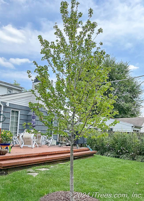 A newly planted Redpointe Red Maple with green leaves.