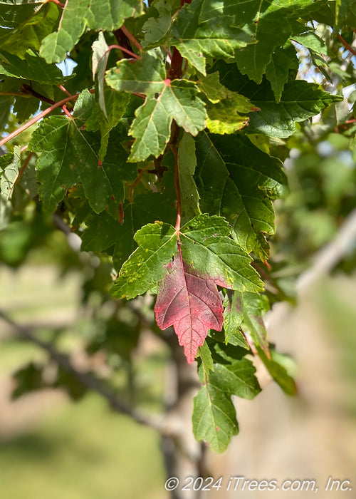 Closeup of lower canopy of green leaves showing transitioning fall color.