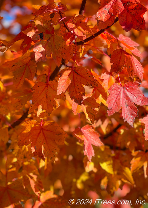 Closeup of a branch of red-orange leaves.