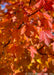 Closeup of a branch of red-orange leaves.