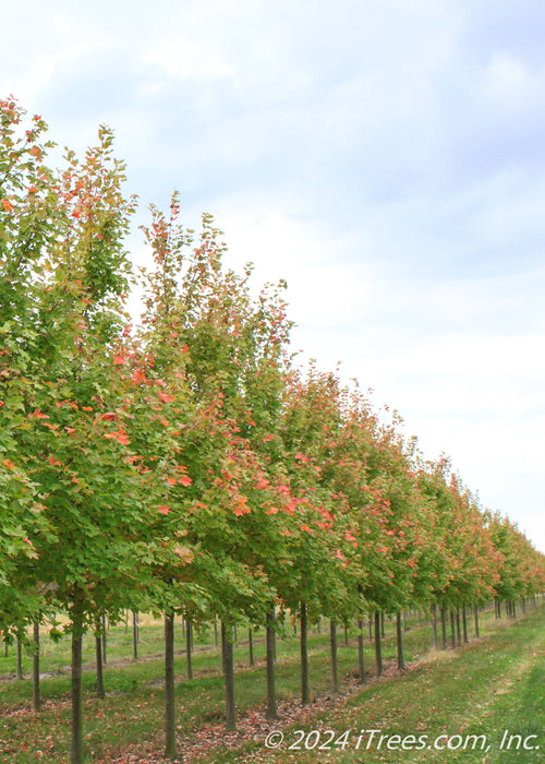 A row of Red Sunset Red Maple at the nursery with mostly green leaves with some starting to change to red.