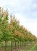 A row of Red Sunset Red Maple at the nursery with mostly green leaves with some starting to change to red.