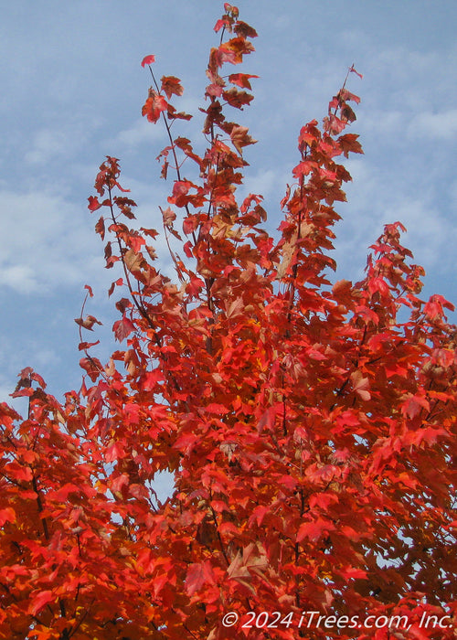 Closeup of a canopy of red leaves.