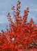 Closeup of a canopy of red leaves.