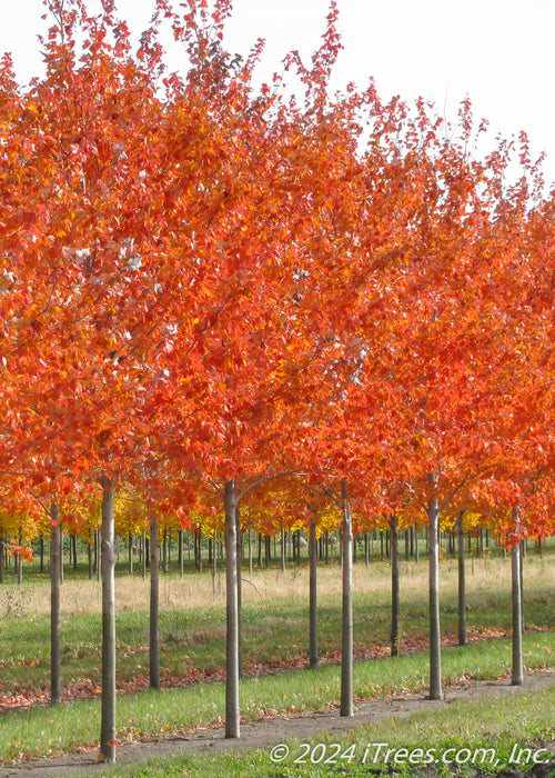 A row of Red Sunset Maple with smooth grey trunks and bright red-orange fall color.
