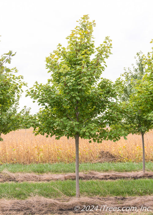 A single Red Sunset Maple with green leaves and a smooth grey trunk.