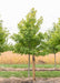 A Red Sunset Maple at the nursery with green leaves with a large ruler standing next to it to show its canopy height measured at about 5 ft.