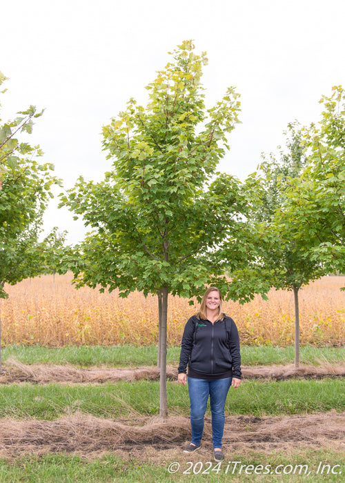 A Red Sunset Maple with a person standing next to it to show its canopy height at the top of their head.