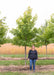 A Red Sunset Maple with a person standing next to it to show its canopy height at the top of their head.