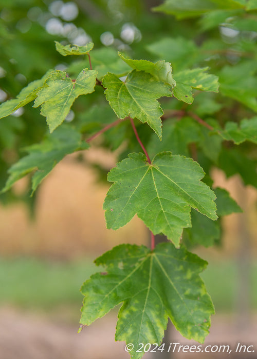 A closeup of green leaves with red stems.