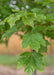 A closeup of green leaves with red stems.