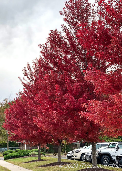 A row of Red Sunset Maples with full red fall color planted along a street near a school.