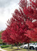 A row of Red Sunset Maples with full red fall color planted along a street near a school.