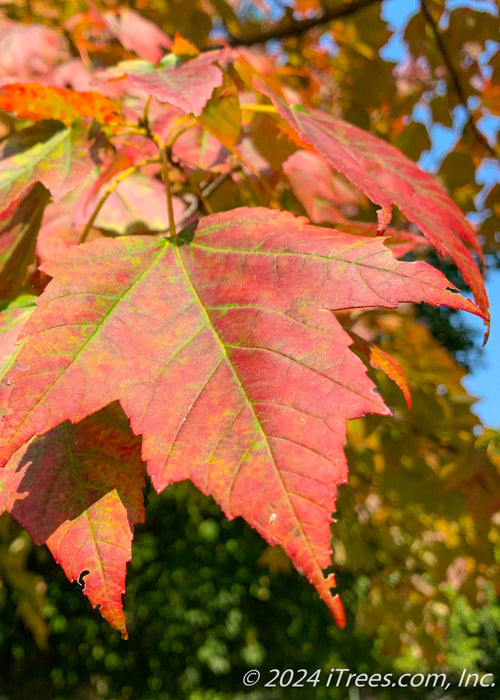 Closeup of bright red leaf.