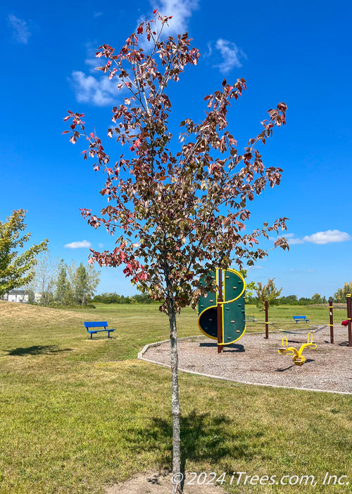 A newly planted Red Sunset Maple with changing fall color, planted near a children's playground.