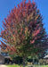 A mature Red Sunset planted in a culdesac with red fall color.