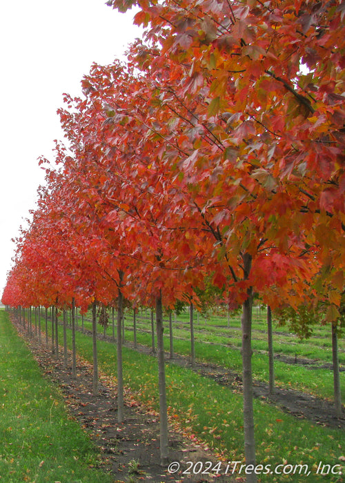 A row of Red Sunset Maple with red fall color.