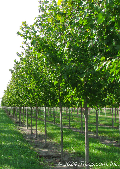 A row of Red Sunset Maple with green leaves.