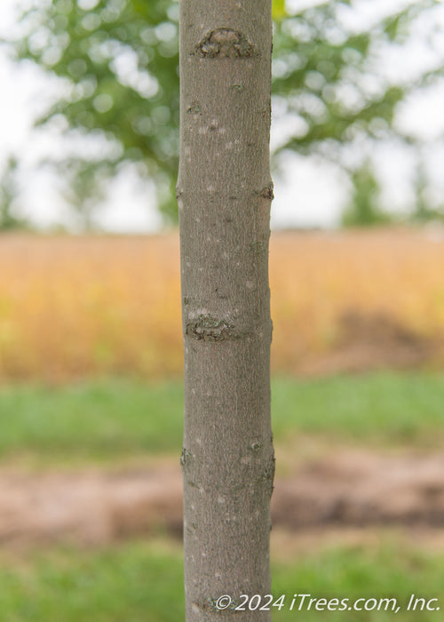 Closeup of a smooth grey trunk.