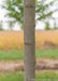 Closeup of a smooth grey trunk.